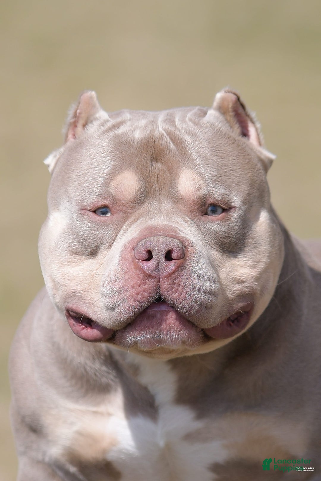American Bully dogs for stud: Carnage Stud Ad - Ad 7