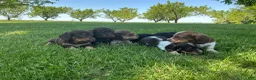 Miniature Dachshund dogs for sale: Cooper - Ad 18