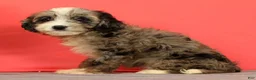 Cavapoo dogs for sale: Vera - Ad 3