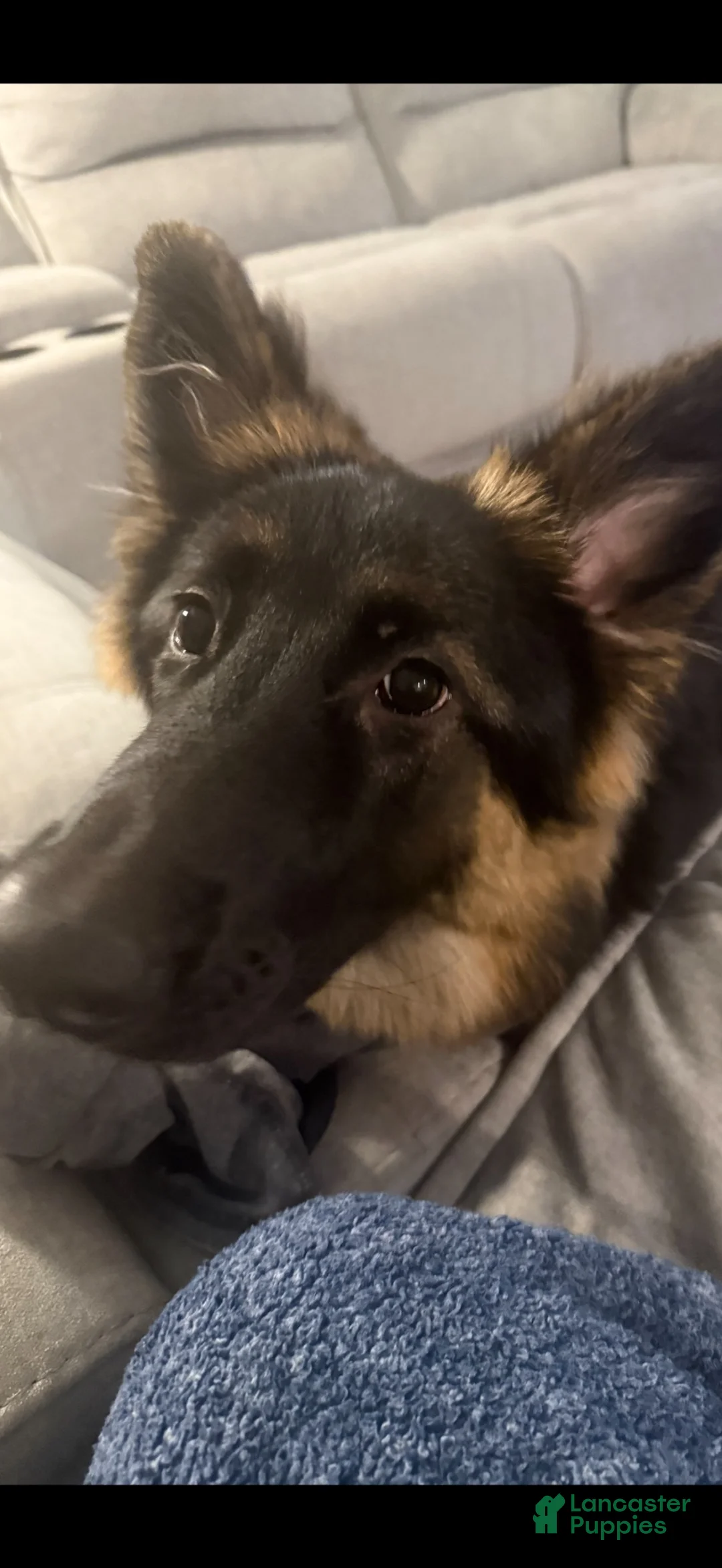 German Shepherd dogs for sale: German Shepherd 1 - Ad 2