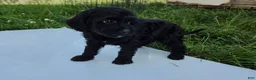 Cavapoo dogs for sale: Winnie - Ad 6