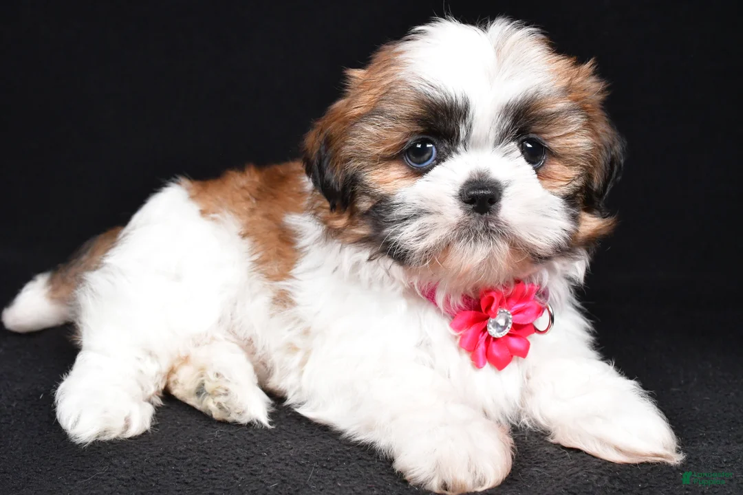 Shih Tzu dogs for sale: Layla - Ad 1