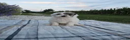 Mini Goldendoodle dogs for sale: Sage - Ad 9