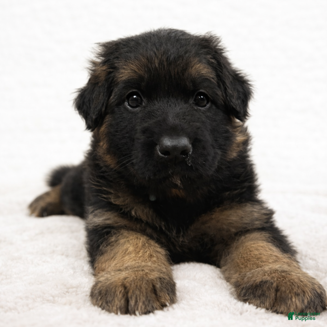 German Shepherd dogs Caleesi - Ad 29