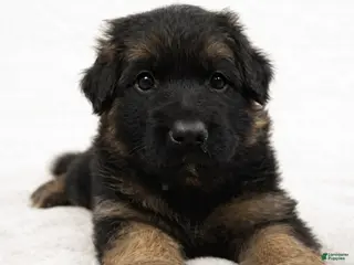 German Shepherd dogs Caleesi - Ad 29