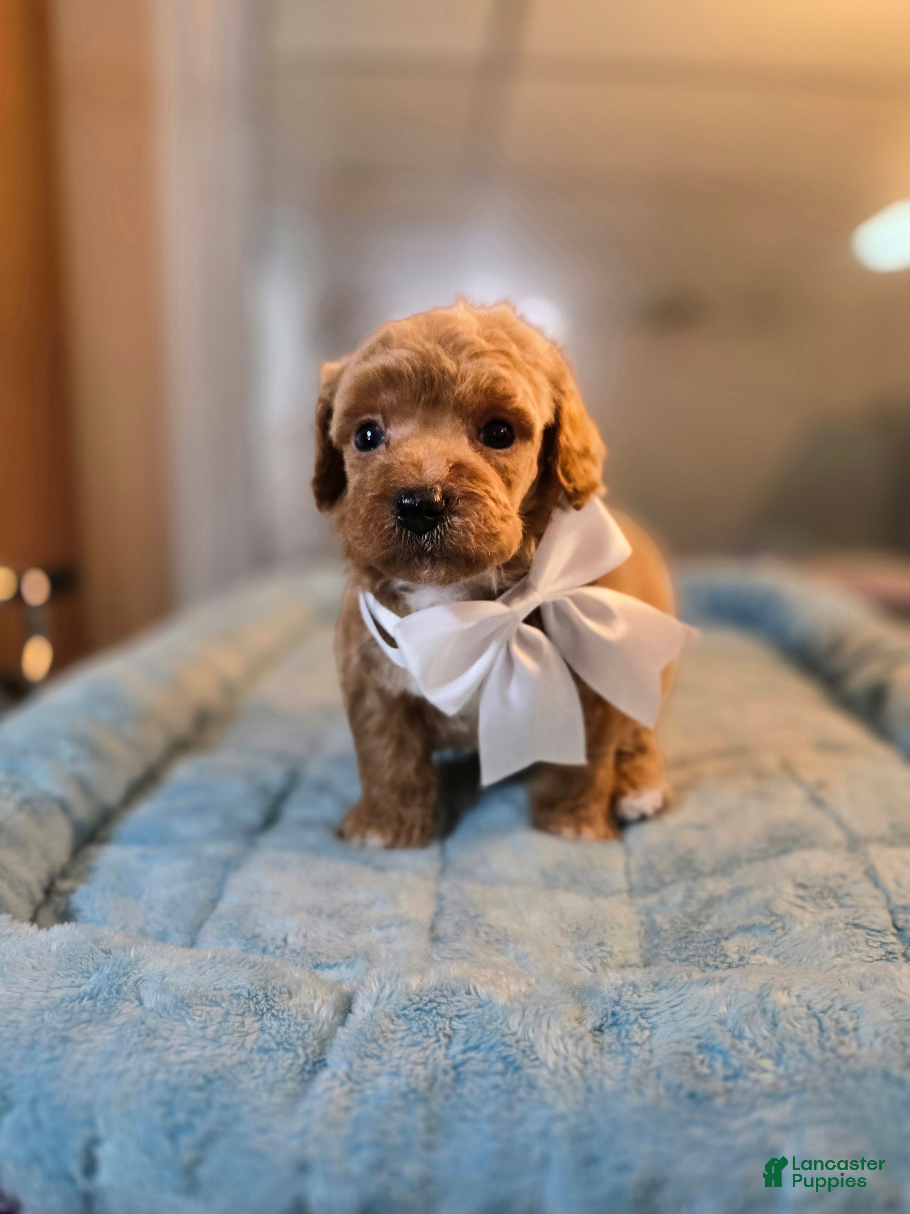 Miniature Poodle dogs Rudolph  - Ad 2