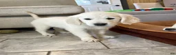 Golden Retriever dogs for sale: Marshmallow Cream - Ad 2