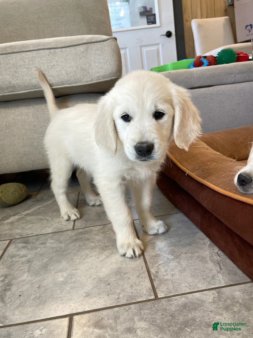 Golden Retriever dogs for sale: Marshmallow Cream - Ad 2