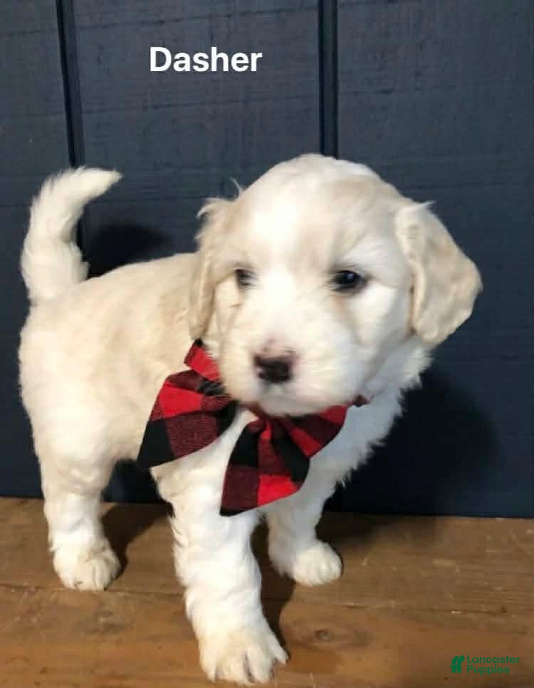 Aussiedoodle dogs for sale: Dasher - Ad 1