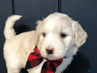 Aussiedoodle dogs Dasher - Ad 9