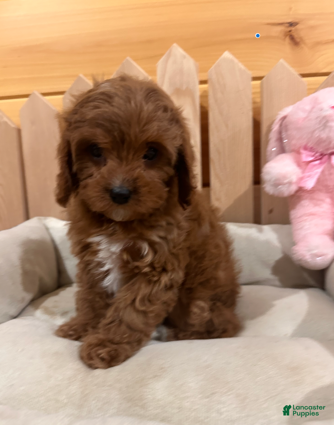 Cavapoo dogs for sale: Pearl- POTTY TRAINING and CRATE TRAINED - Ad 4