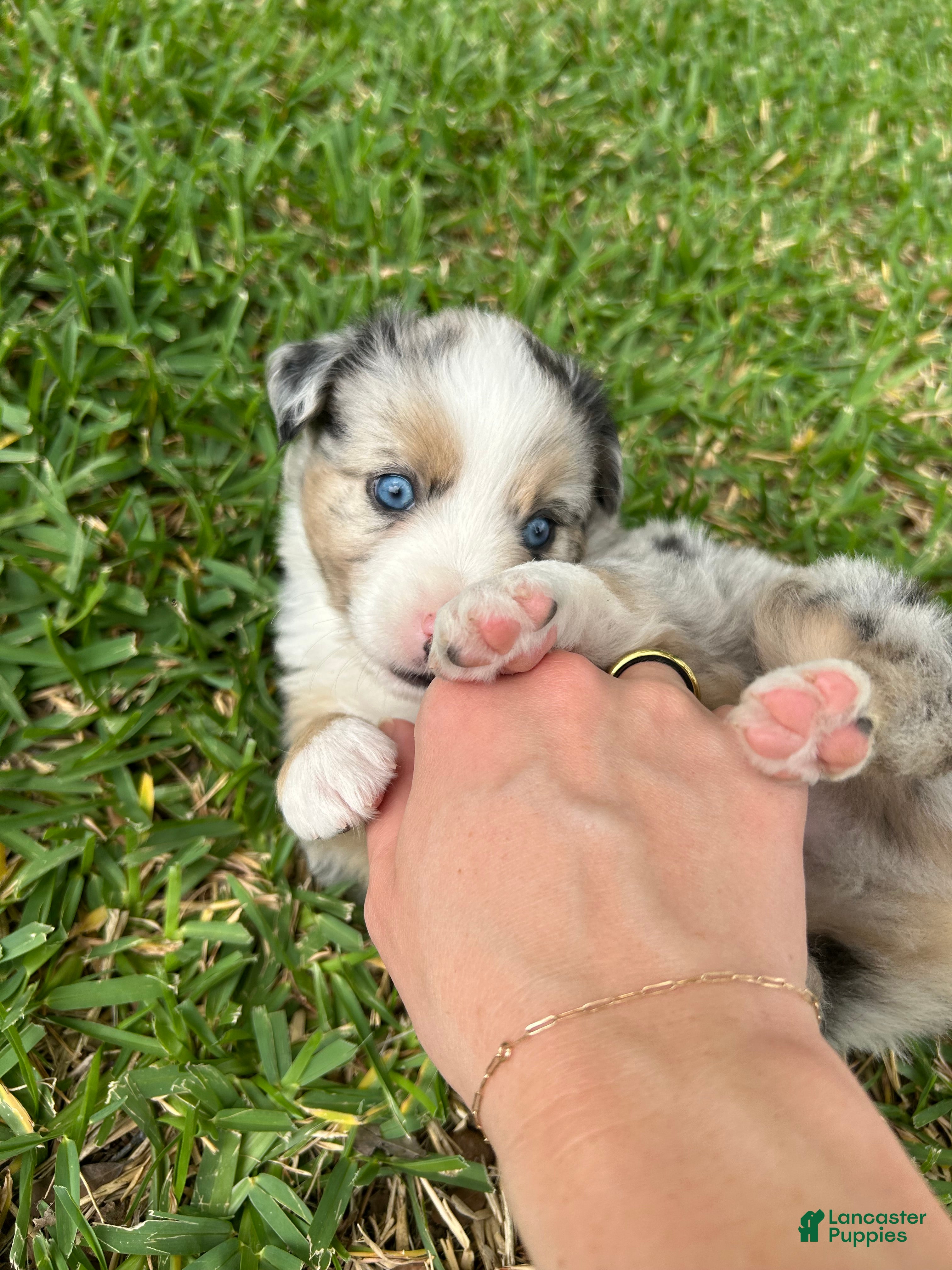 Miniature Australian Shepherd dogs for sale: Atlas - Ad 6