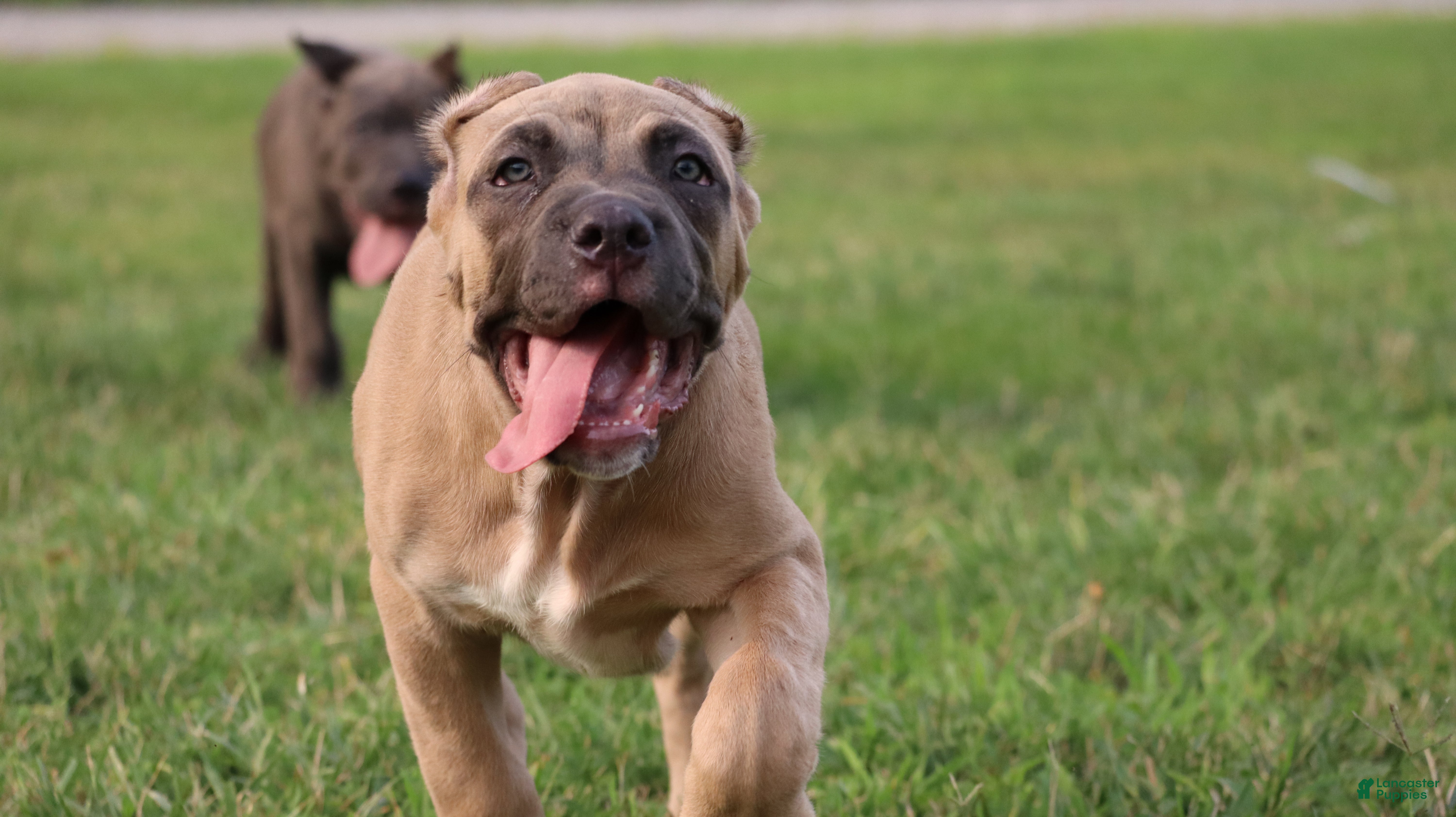 Cane Corso dogs Pluto  - Ad 2