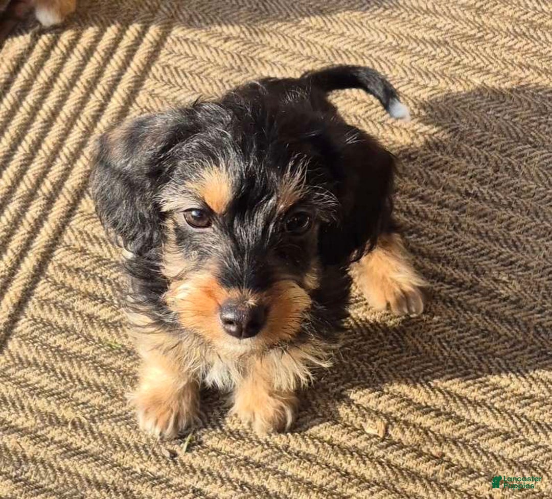 Yorkiepoo dogs for sale: Yorkiepoo Puppy 2 - Ad 1