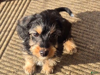 Yorkiepoo dogs Yorkiepoo Puppy 2 - Ad 34