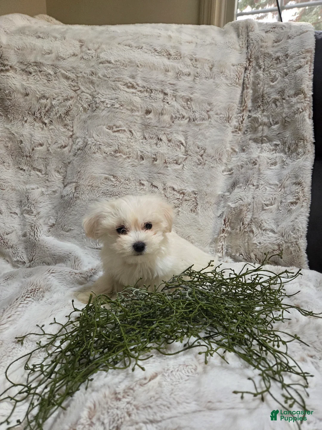 Maltipoo dogs for sale: Maltipoo Puppy 1 - Ad 1