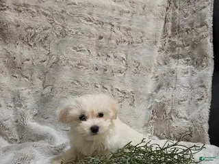 Maltipoo dogs for sale: Maltipoo Puppy 1 - Ad 1