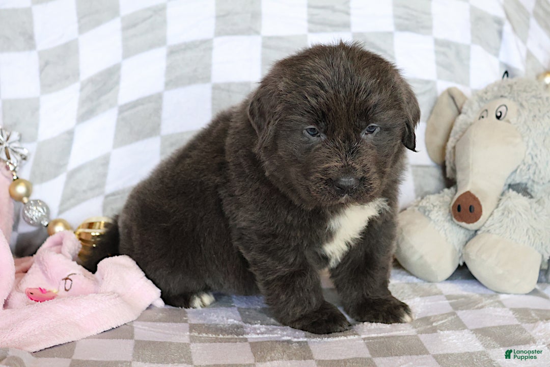 Newfoundland dogs for sale: Dolly - Ad 6