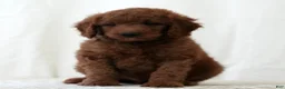 Mini Goldendoodle dogs for sale: Jackson - Ad 1
