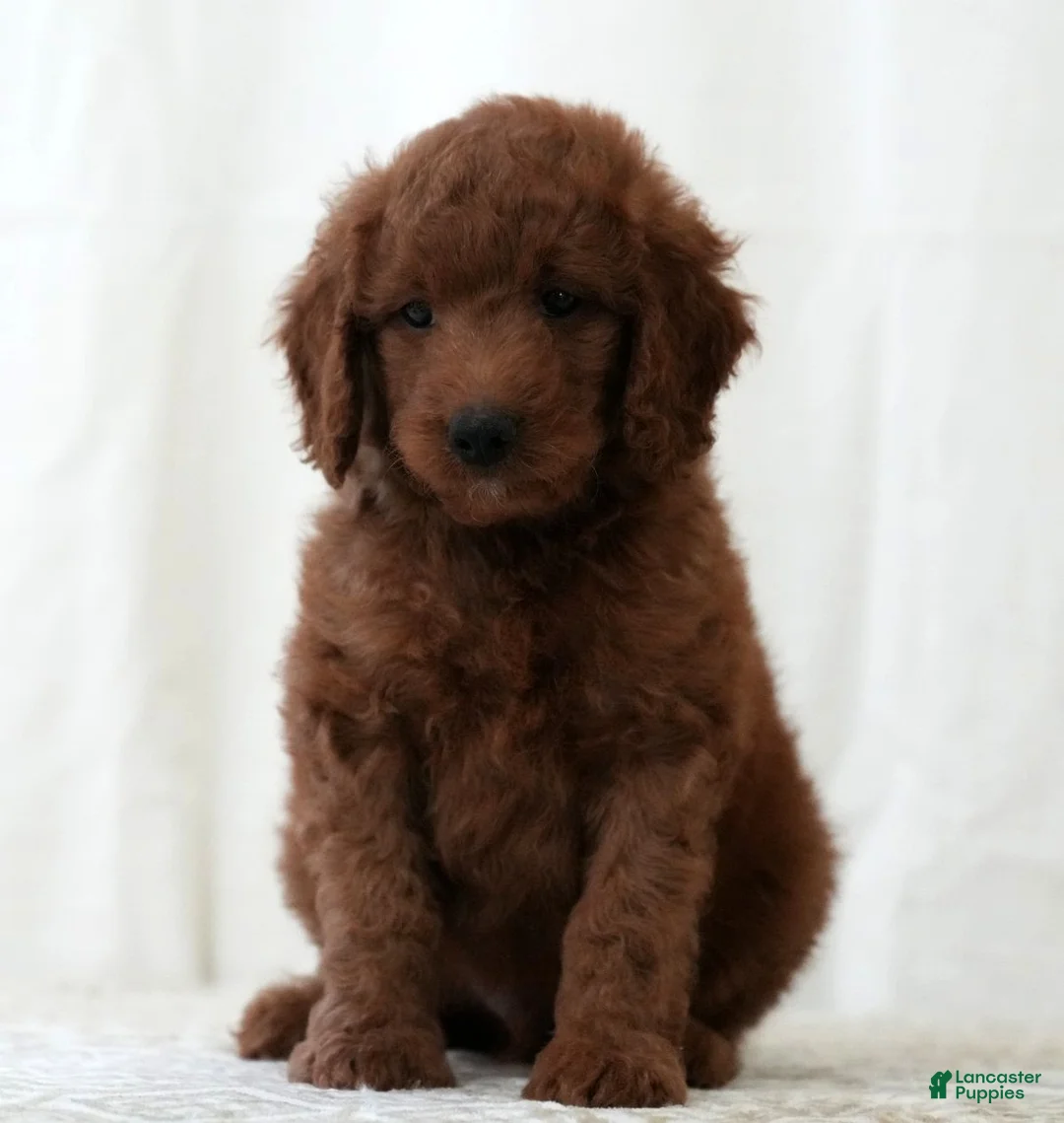 Mini Goldendoodle dogs for sale: Jackson - Ad 1