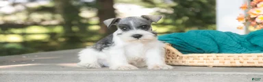 Quinn Miniature Schnauzer 