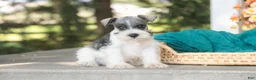 Miniature Schnauzer dogs for sale: Quinn Miniature Schnauzer  - Ad 1
