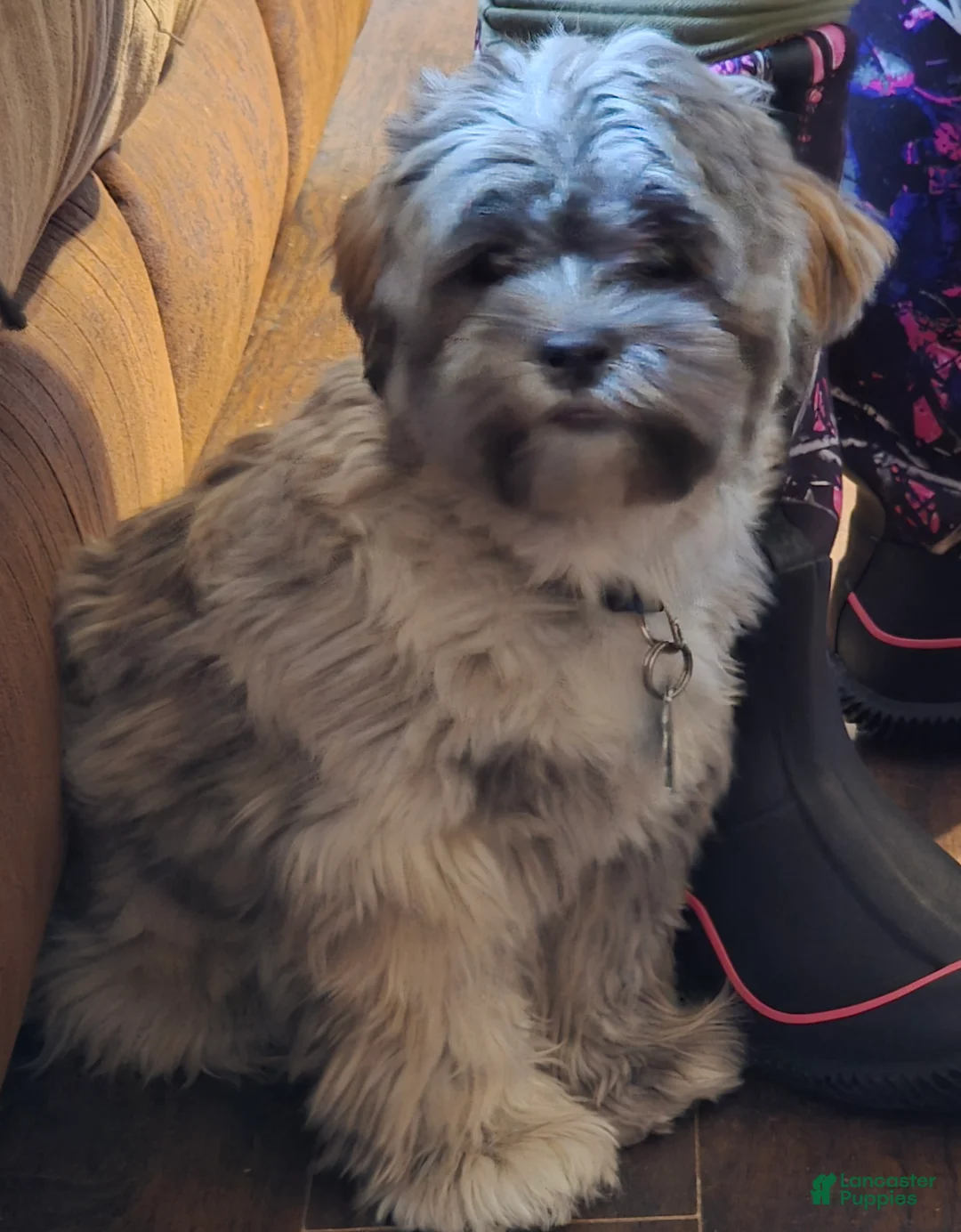 Mixed Breed dogs for sale: Mixed Breed Puppy 1 (Henry) - Ad 4