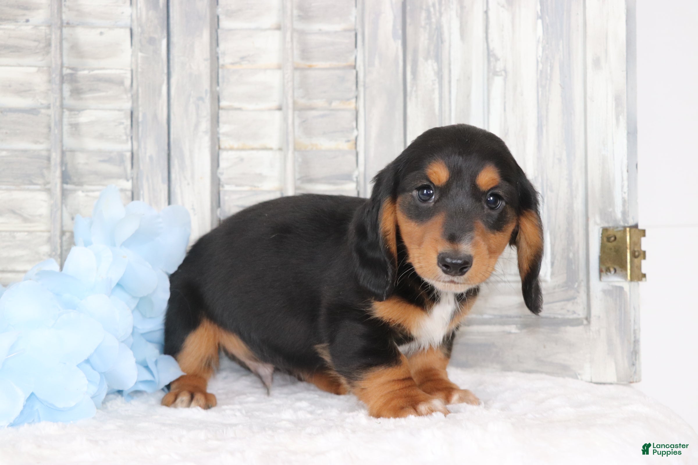 Dachshund dogs Ronny  - Ad 2