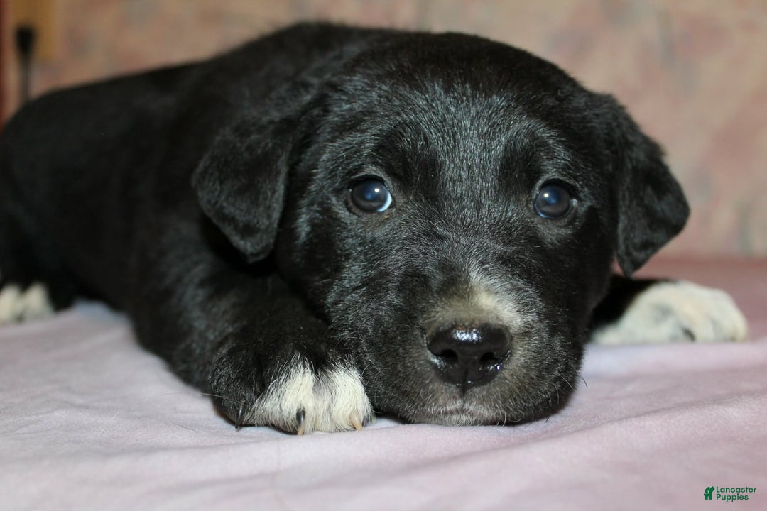 Goldador dogs for sale: Pepper - Ad 4