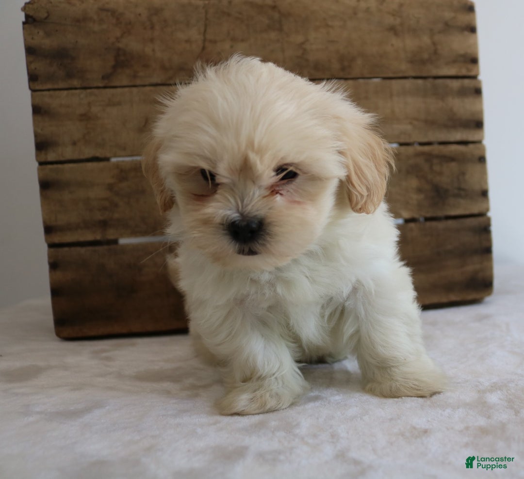 Maltipoo dogs for sale: Kelly - Ad 7