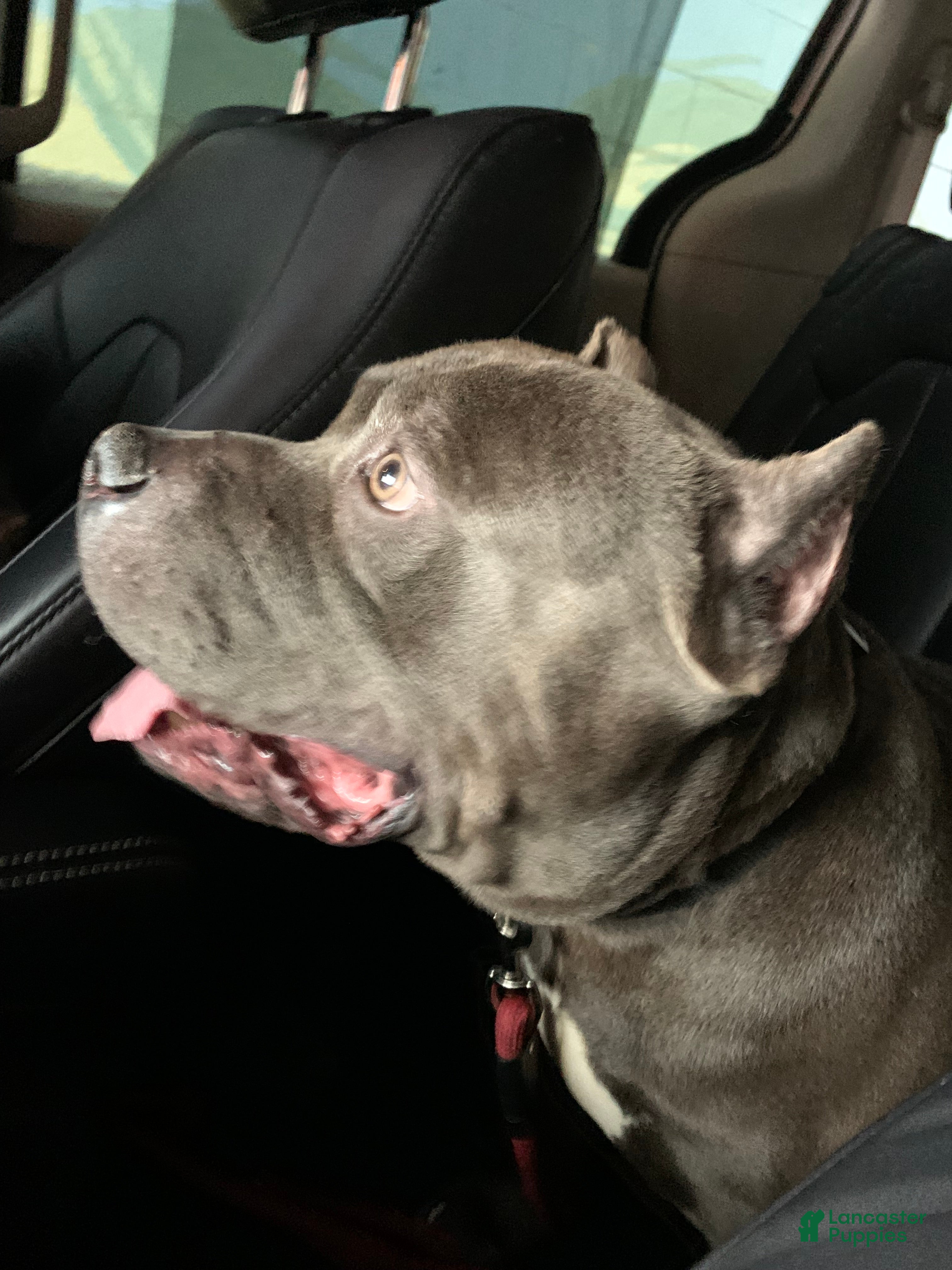 American Bully dogs Woody - Ad 4