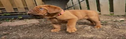 Dogue De Bordeaux dogs for sale: Dogue De Bordeaux 1 - Ad 3
