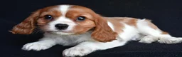 Cavalier King Charles Spaniel dogs for sale: Austin - Ad 3