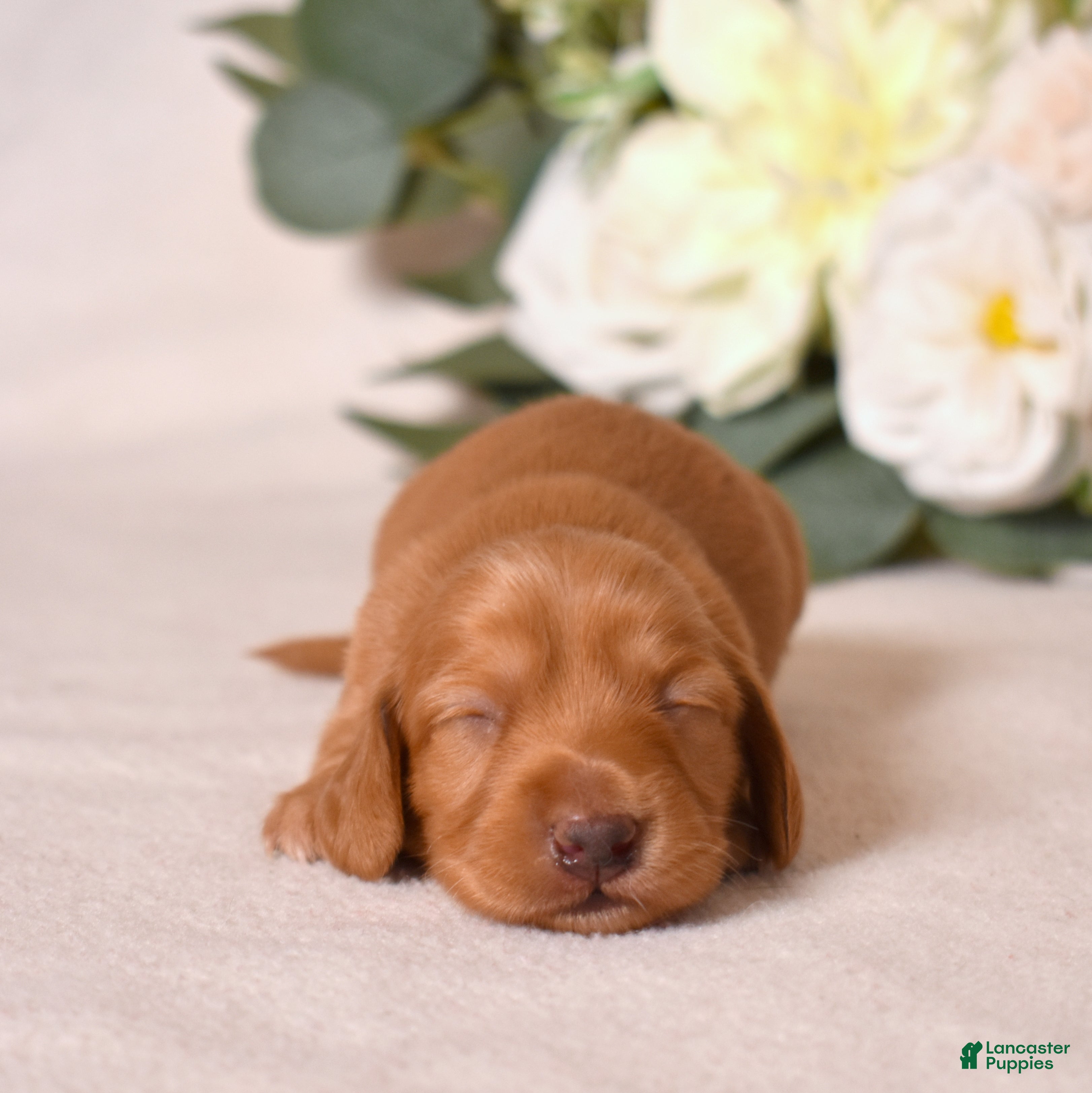 Miniature Dachshund dogs Miniature Dachshund Puppy 4 - Ad 2