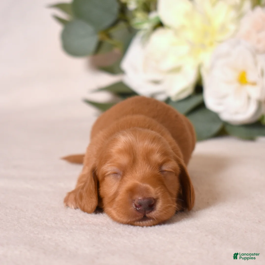 Miniature Dachshund dogs for sale: Miniature Dachshund Puppy 4 - Ad 2