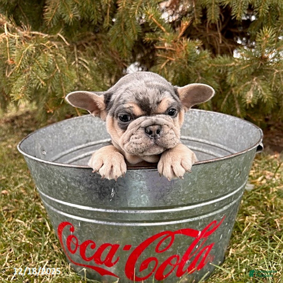 French Bulldog dogs for sale: Frankie - Ad 1