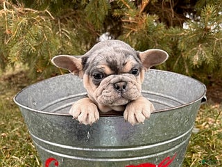 French Bulldog dogs Frankie - Ad 22