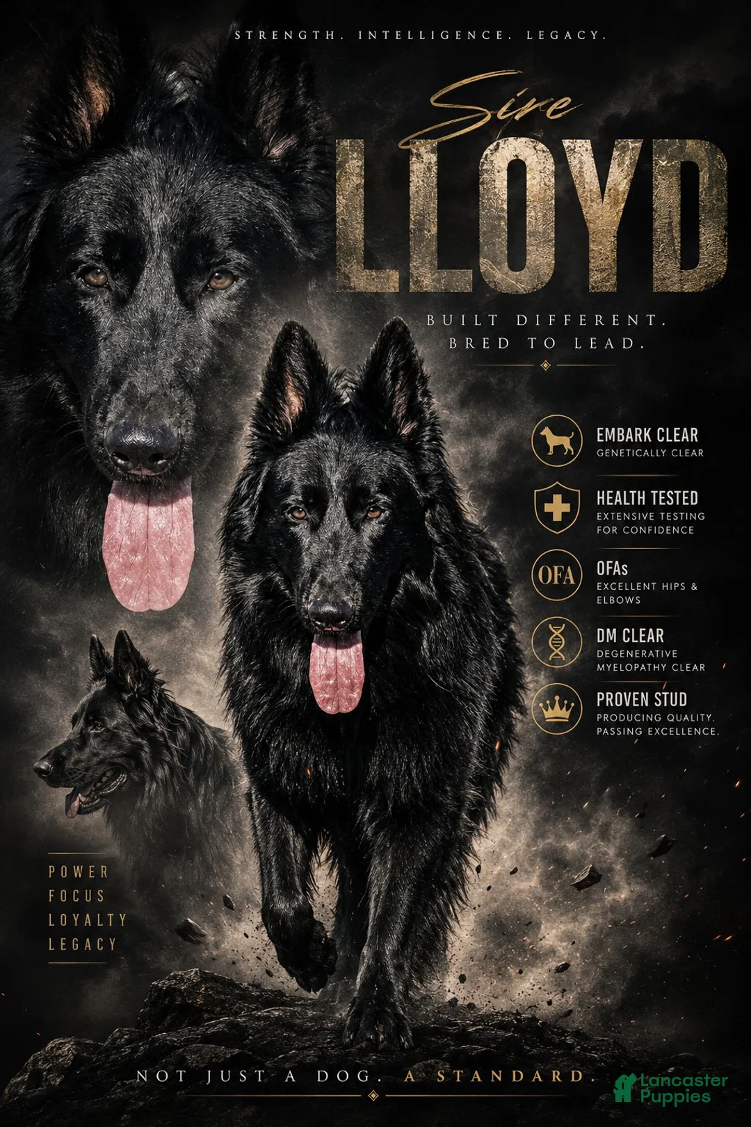 German Shepherd dogs for sale: Thor - Ad 16