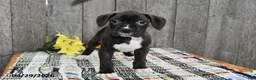Boxer dogs for sale: Marshall - Ad 2