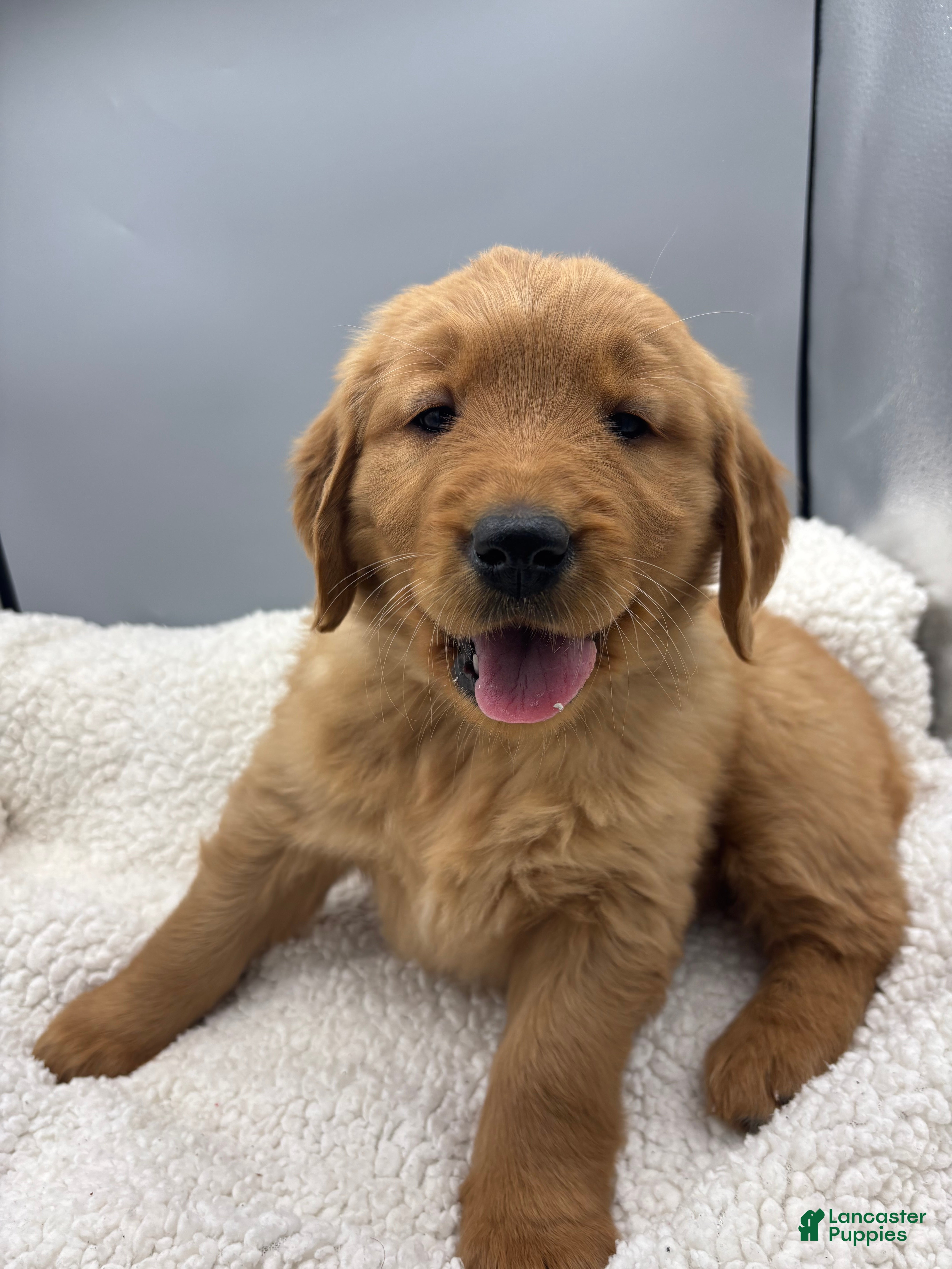 Golden Retriever dogs Golden Retriever Puppy - Star - Ad 36
