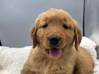 Golden Retriever dogs Golden Retriever Puppy - Star - Ad 36