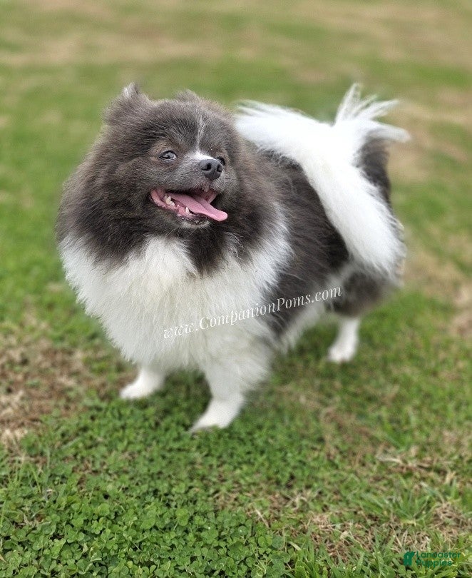 Pomeranian dogs Paris - Blue and White (parti) -Young Adult AKC full no reg option - Ad 17