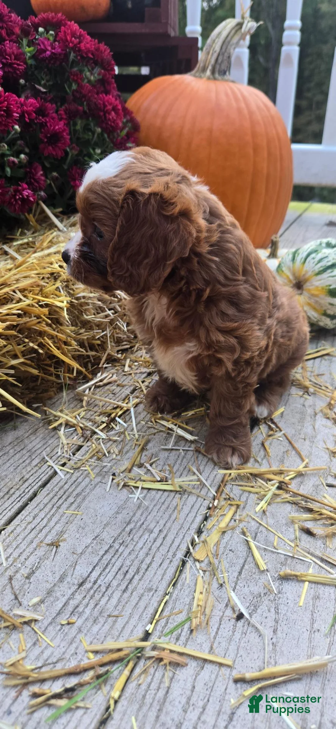 Cavapoo dogs for sale: Autumn - Ad 11