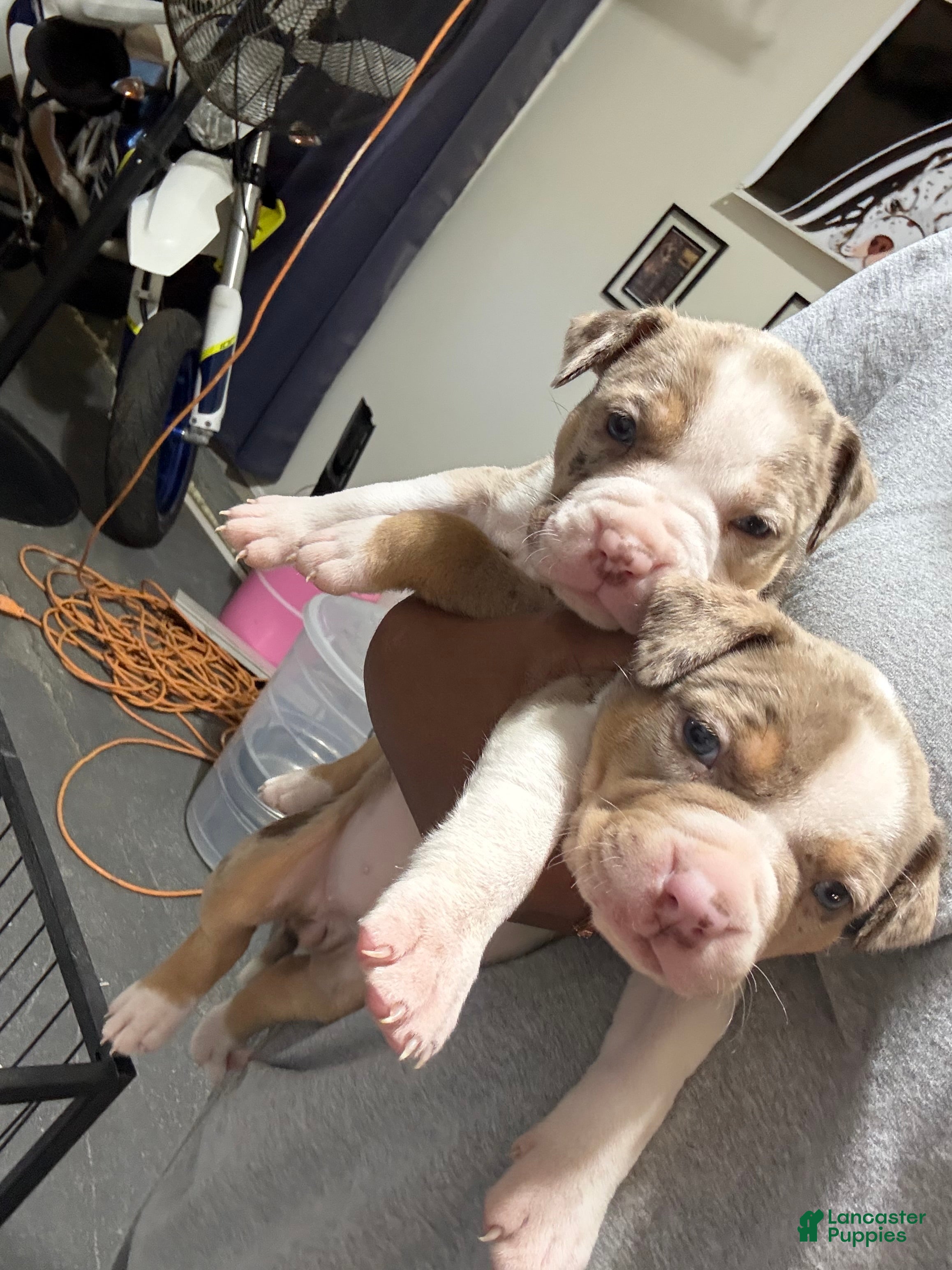 American Bully dogs The Olsen twins / Mary Kate  - Ad 1