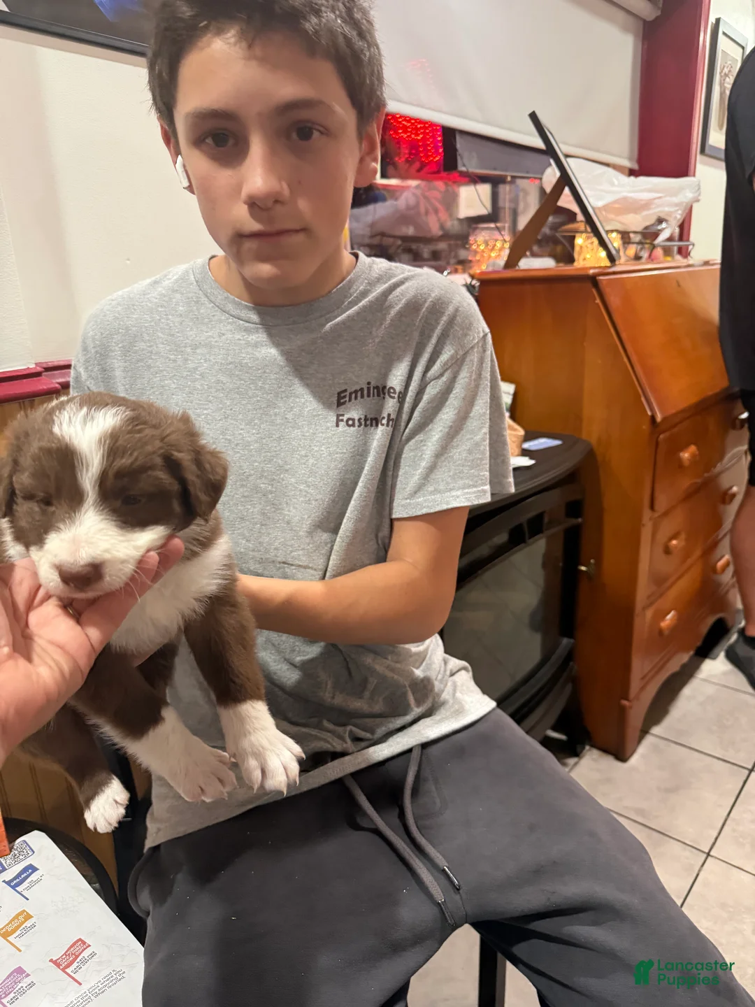 Border Collie dogs for sale: Eli - Ad 2