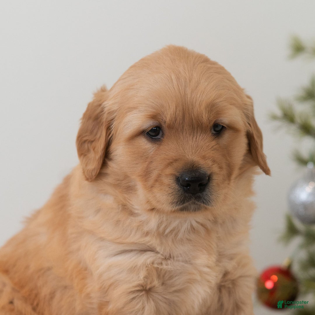 Golden Retriever dogs for sale: Hoho  - Ad 4