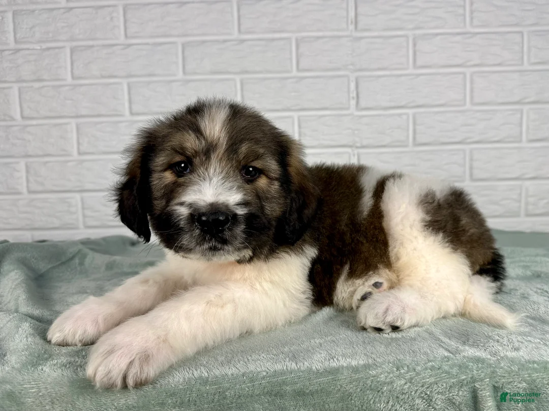 Saint Berdoodles dogs for sale: Duke - Ad 5