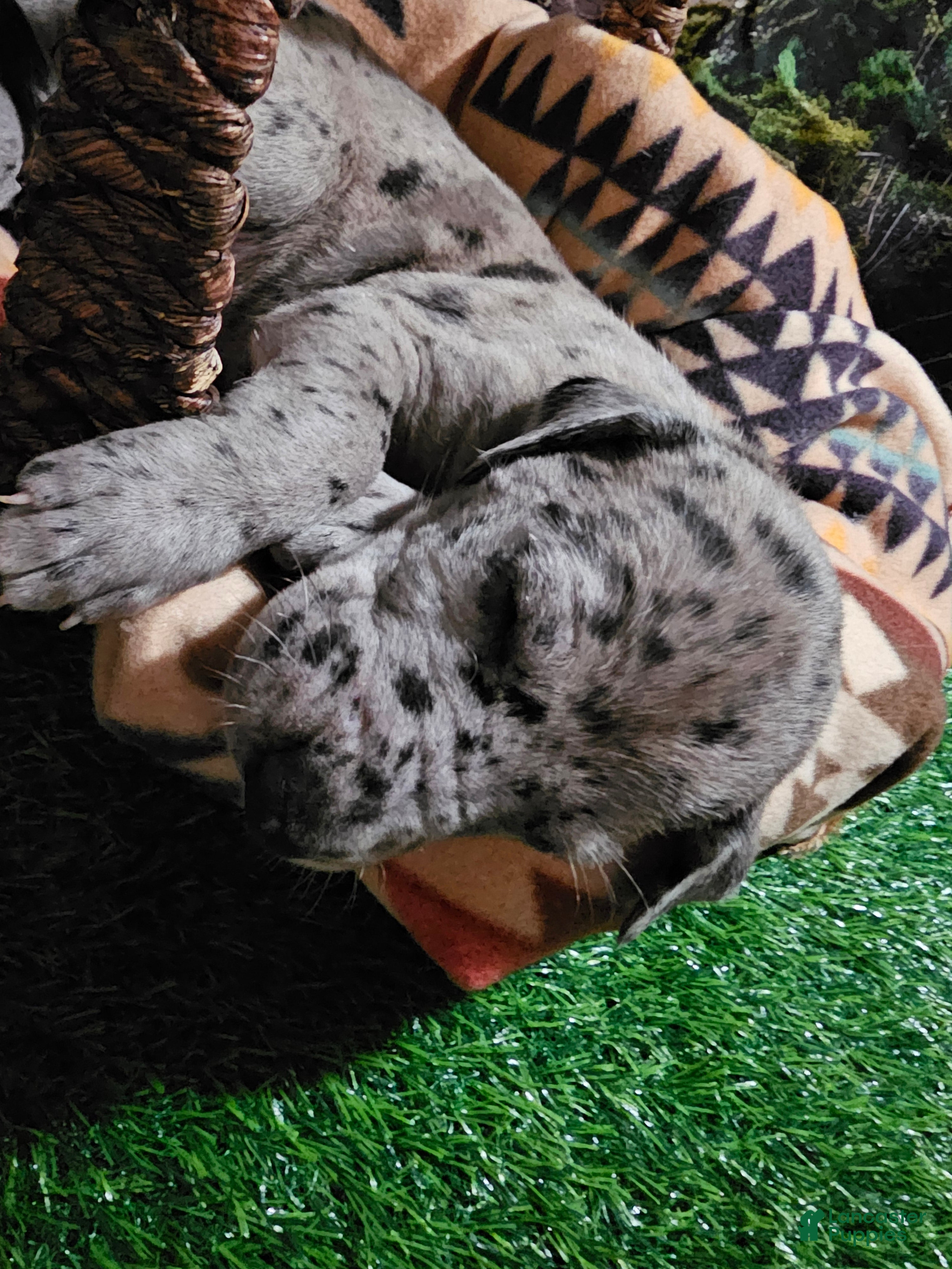 Great Dane dogs Merle - Ad 2