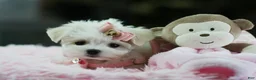 Maltese dogs for sale: Maltese 1 - Ad 2