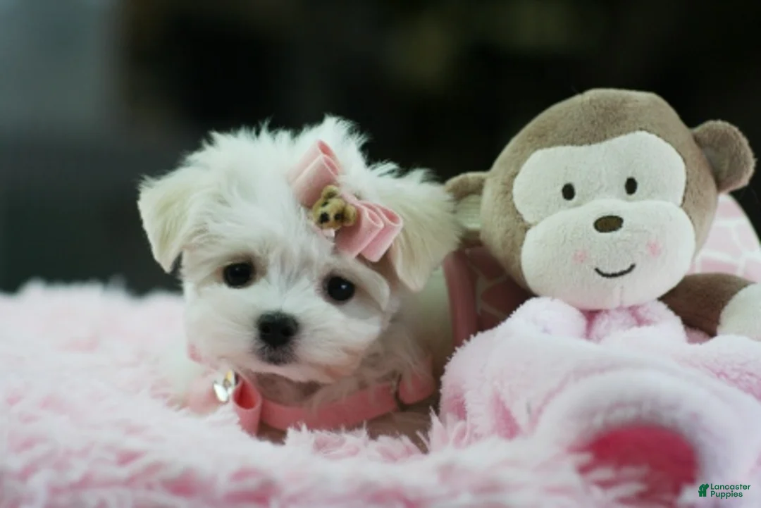 Maltese dogs for sale: Maltese 1 - Ad 2